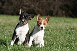 BASENJI 092